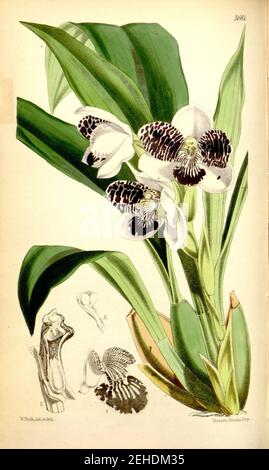 Pabstia jugosa (as Colax jugosus) - Curtis' 93 (Ser. 3 no. 23) pl. 5661 (1867). Stock Photo