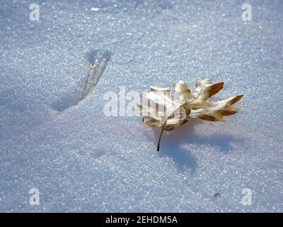 Low Angle View of Fallen oak leaf and pine needle on snow Stock Photo