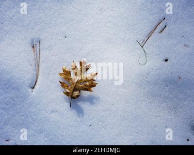 High Angle View of Fallen oak leaf and pine needle on snow Stock Photo