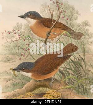 Pachycephala hyperythra - The Birds of New Guinea (cropped). Stock Photo