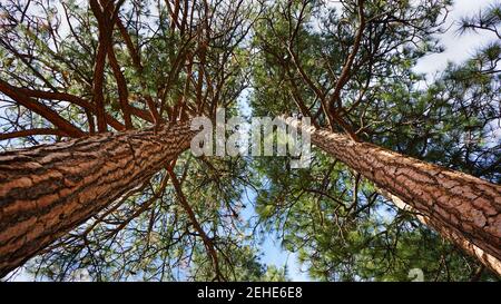 Low Angle view of Lodgepole Pine Trees Stock Photo
