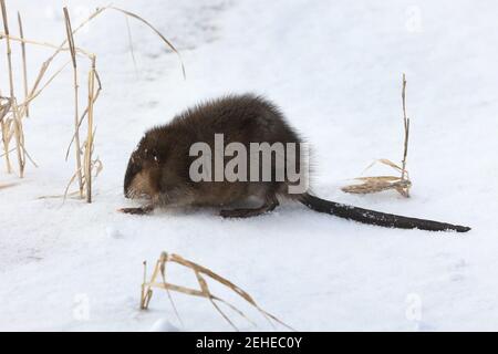 Muskrat out of water looking for food in winter Stock Photo