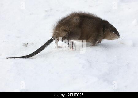 Muskrat out of water looking for food in winter Stock Photo