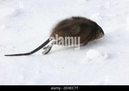 Muskrat out of water looking for food in winter Stock Photo