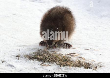 Muskrat out of water looking for food in winter Stock Photo