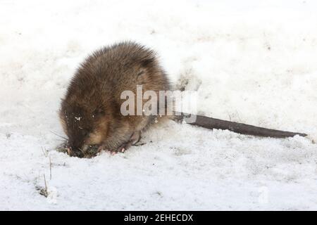 Muskrat out of water looking for food in winter Stock Photo