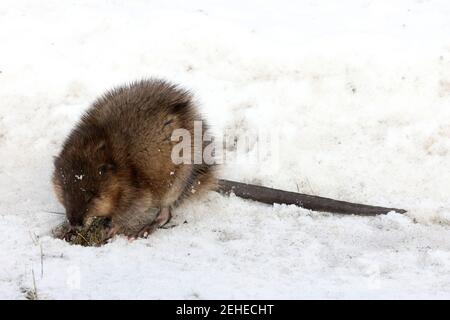 Muskrat out of water looking for food in winter Stock Photo