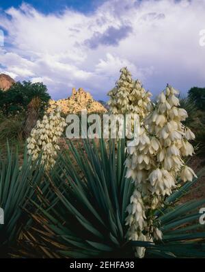 Coronado National Forest  AZ / AUG  Rock formations of the Council Rock area  Cochise Stronghold West in the Dragoon Mountains beyond Soap tree yucca Stock Photo