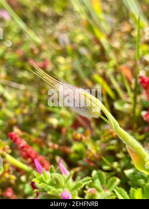 morning dew on a flowering meadow on a summer day portugal Stock Photo