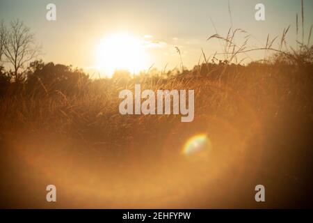 Golden Hour as the sun sets over a grassy field in the Virginia State Arboretum Stock Photo