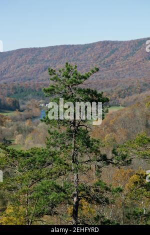 A tall evergreen tree grows tall overlooking the Shenandoah River in the River State Park of Virginia Stock Photo