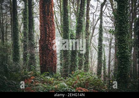 Oregon forest during a rain storm Stock Photo