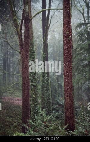 Oregon forest during a rain storm Stock Photo