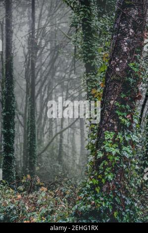 Oregon forest during a rain storm Stock Photo