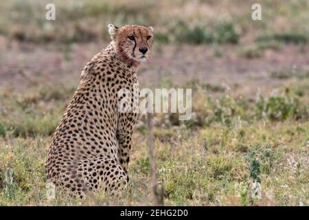 Cheetah (Acinonyx jubatus) hunting blue wildebeest (Connochaetes taurinus), Ndutu, Ngorongoro Conservation Area, Serengeti, Tanzania. Stock Photo