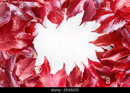 Frame with red decorative wild grape leaves isolated on white background. Decorative fox grape autumn fallen leaf border. Parthenocissus tricuspidata. Stock Photo