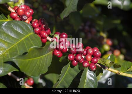 Arabicas coffee beans ripening on tree in North of thailand Stock Photo