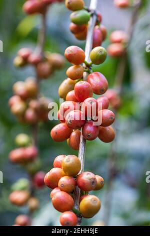 Arabicas coffee beans ripening on tree in North of thailand Stock Photo