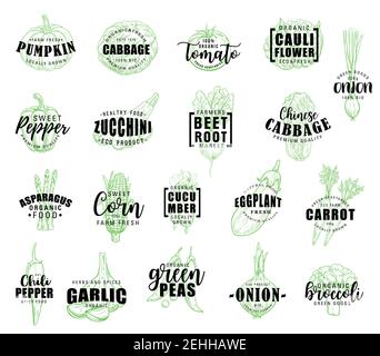 Vegetable lettering with fresh farm veggies sketch. Fresh tomato, carrot and pepper, onion, cabbage and broccoli, zucchini, asparagus and garlic, eggp Stock Vector