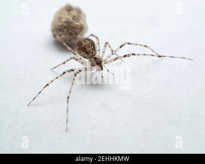 small, attractive female cobweb spider, Theridiidae species, on a white tabletop protecting its egg sac. Ladner, Delta, British Columbia, Canada. Also Stock Photo