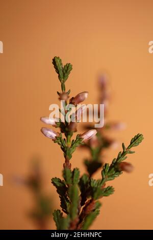 Flower blossoming Erica carnea family Ericaceae modern background high quality botanical print Stock Photo