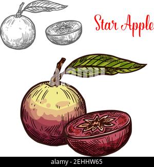 Star apple fruit of exotic tropical tree isolated sketch. Whole and cut in half cainito fruit with purple peel and green leaf for natural juice or des Stock Vector