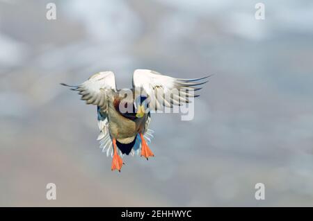Drake mallard landing Stock Photo