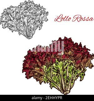 Lollo rossa lettuce leaf vegetable isolated sketch with bunch of salad greens. Italian lettuce with red and green frilly leaves for diet food, vegetar Stock Vector