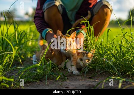 Cat playing with young man on grass field. Animal pat outdoor concept. Stock Photo