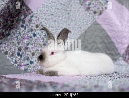Portrait of a white rabbit with red eyes on a pink and purple blanket with flowers Stock Photo