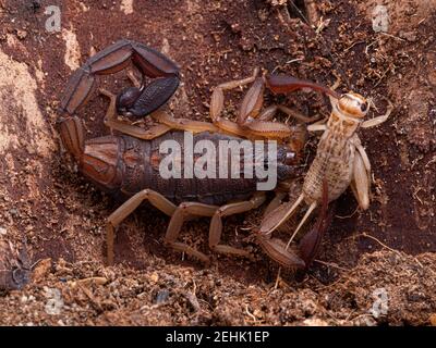 Central American bark Scorpion, Centruroides margaritatus, on bark, with a cricket it has captured to eat Stock Photo