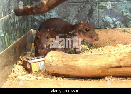 Los Angeles, California, USA 3rd December 2020 A general view of atmosphere of Spotted Pacas at Los Angeles Zoo on December 3, 2020 during coronavirus Covid-19 Pandemic in Los Angeles, California, USA. Photo by Barry King/Alamy Stock Photo Stock Photo