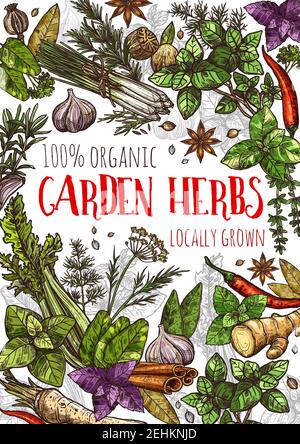 Garden herbs and natural spices, food condiments and seasoning. Basil, rosemary and ginger, thyme, chilli pepper and cinnamon, nutmeg, garlic and star Stock Vector
