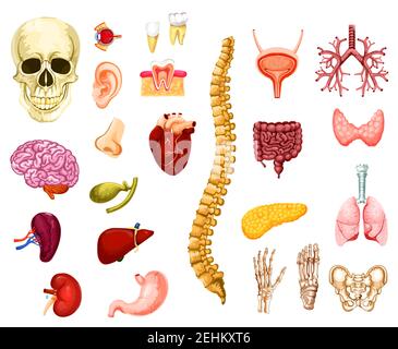 Human organs, joints and bones icons anatomy. Vector isolated brain, heart or lungs and liver with skull, spine or pelvis adn hand with foot, kidney o Stock Vector