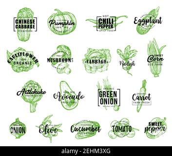 Vegetables icons with lettering, vector. Chinese cabbage and pumpkin, chili pepper, eggplant, cauliflower and mushrooms, cabbage, radish, corn and art Stock Vector