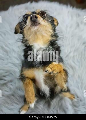 Begging puppy Stock Photo