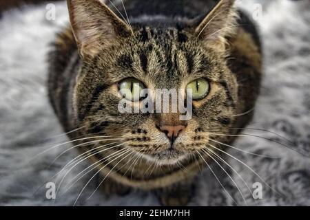 Junior's / Big daddy.   Scraps Spokane rescue cat Stock Photo