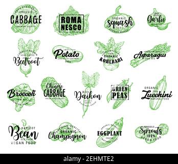 Vegetables, salads and greenery sketch lettering. Vector calligraphy icons of cabbage, romanesco lettuce or squash and garlic, farm beetroot, potato o Stock Vector