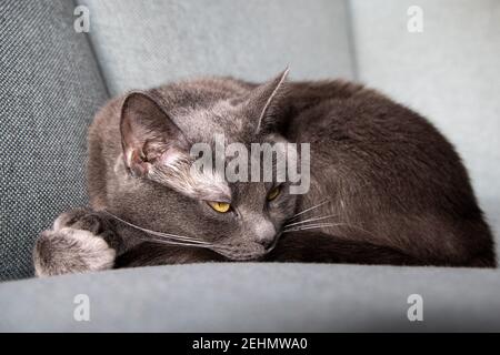 Lazy russian blue breed cat resting on the sofa. Stock Photo