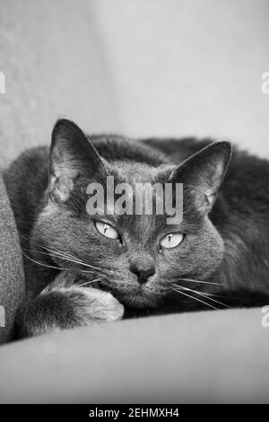 Lazy russian blue breed cat resting on the sofa.
