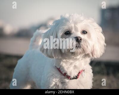 Detail portrait with a cute small Maltese or Bichon puppy dog looking at the camera Stock Photo
