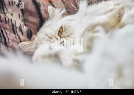 British long-haired white cat lies in a funny pose on the bed. Stock Photo