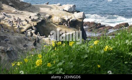 Brown pelicans with throat pouch and double-crested cormorants after fishing, rock in La Jolla Cove. Sea bird with large beak on cliff over pacific oc Stock Photo