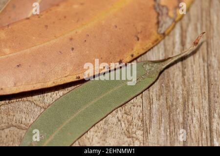 Dry eucalyptus leaves on top of a wooden table, outdoors Stock Photo