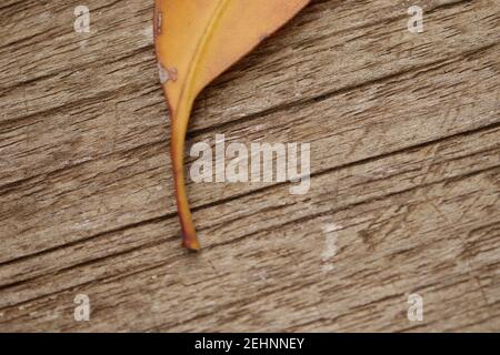 Dry eucalyptus leaves on top of a wooden table, outdoors Stock Photo