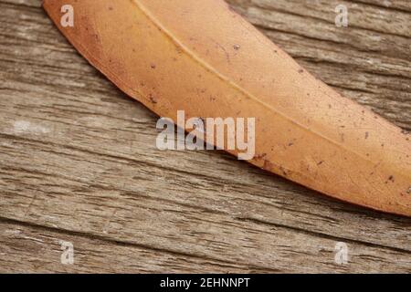 Dry eucalyptus leaves on top of a wooden table, outdoors Stock Photo