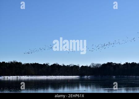 Migrating birds in flight over a frozen lake in the Netherlands Stock Photo