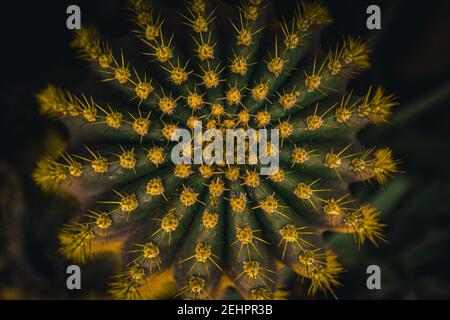 Cactus plant top view natural symmetry Stock Photo