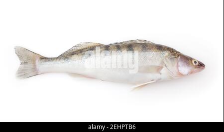 Fresh pike perch isolated on white background Stock Photo