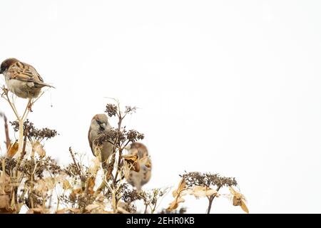 Portrait of three sparrows sitting on a hydrangea branch. Two blurred sparrows an one sharp in the middle, close-up against a white sky. copy-space Stock Photo